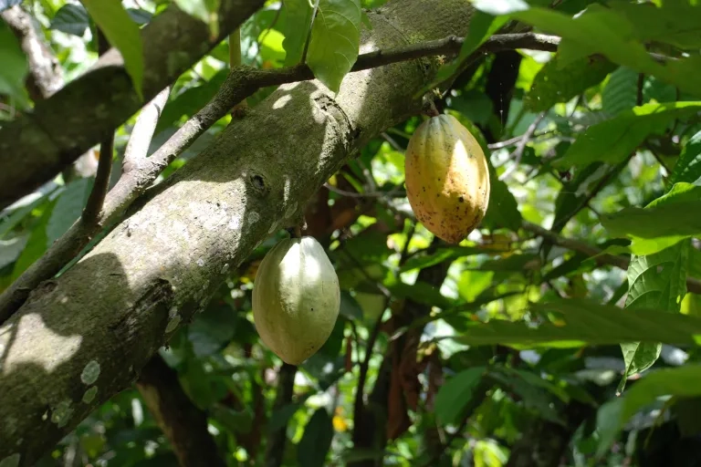 Tropische Früchte hängen an Bäumen
