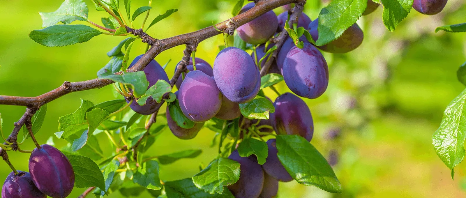 Trockenpflaumen am Baum