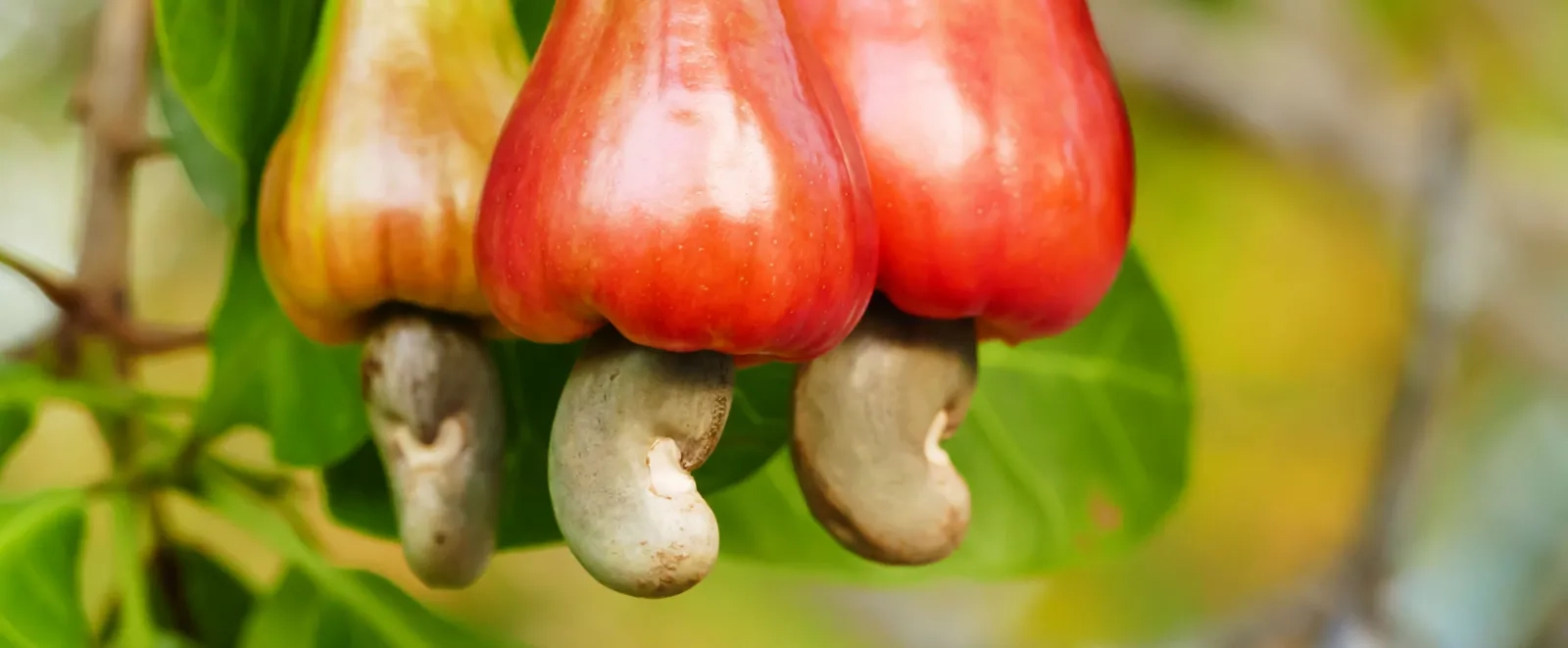 Keyaniyan Header cashews