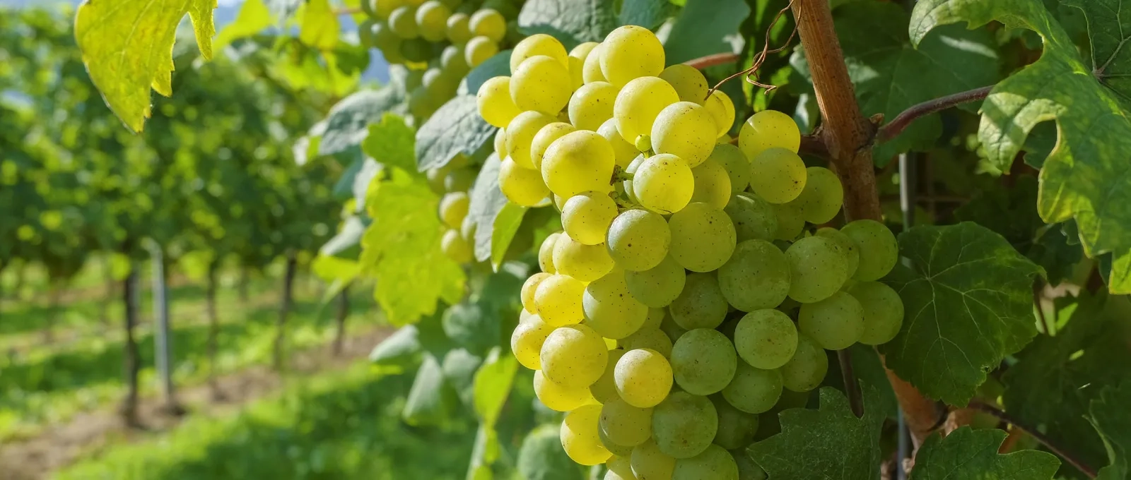 Keyaniyan Produkte Sultaninen