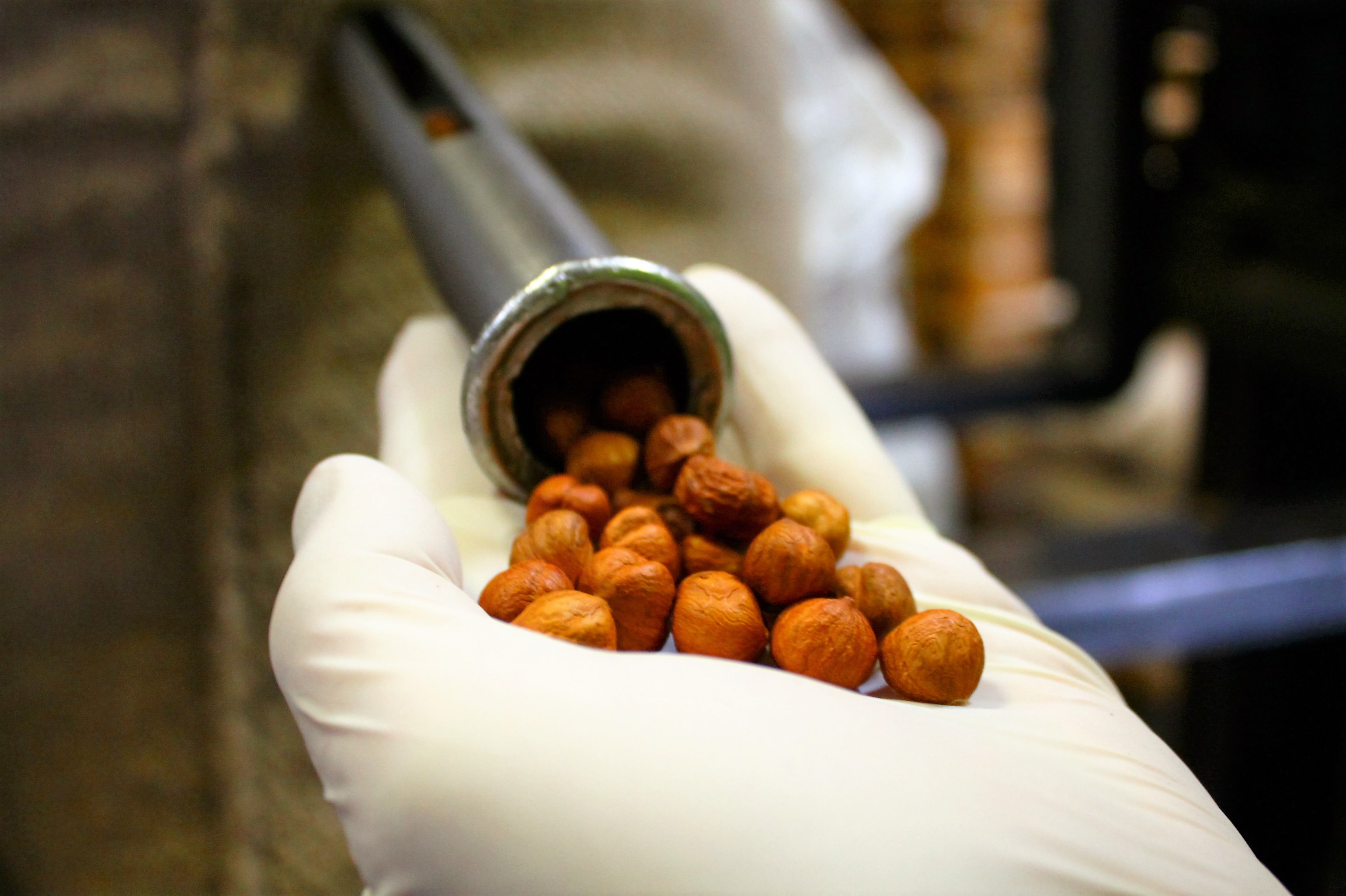 Qualitätskontrolle Haselnüsse, Hand mit Handschuh